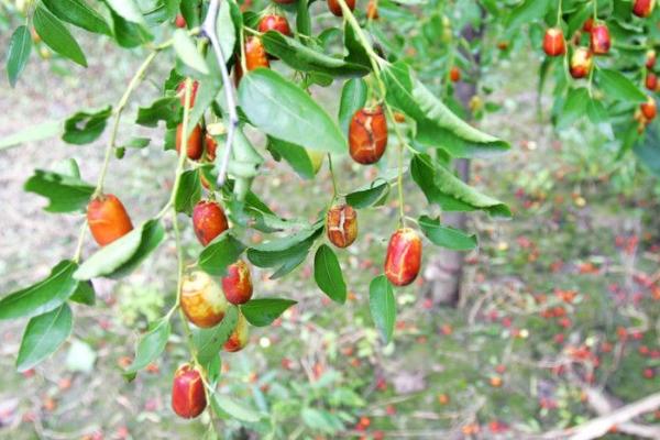 枣树裂果原因以及怎么防治，降雨和施肥过多容易导致果实开裂