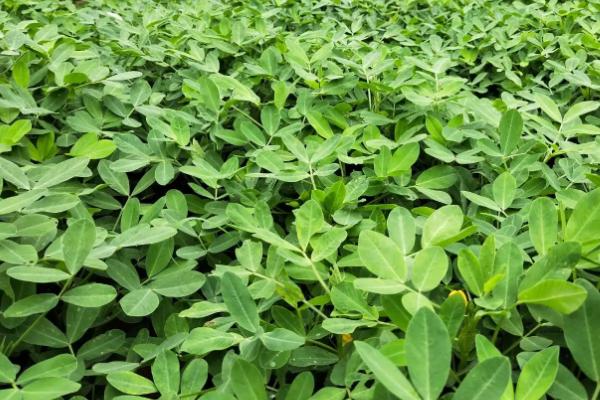 黑花生怎么管理，播种后要及时补种、确保全苗