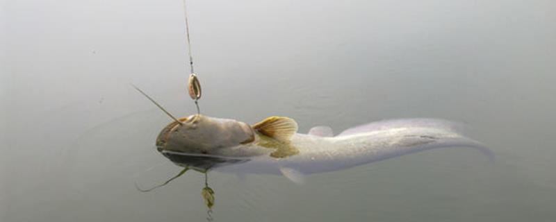 野钓鲶鱼如何快速上鱼，垂钓前可用动物内脏、蚯蚓等饵料打窝