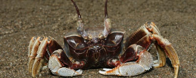 沙蟹品种，包括三点蟹、大眼蟹、招潮蟹等种类