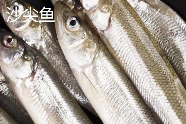 沙尖鱼的产地，我国粤西地区产量高