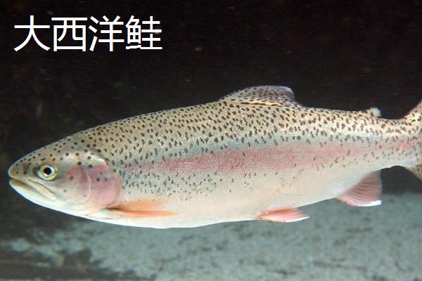 北极鲑的产地，主要分布在北极圈附近海域