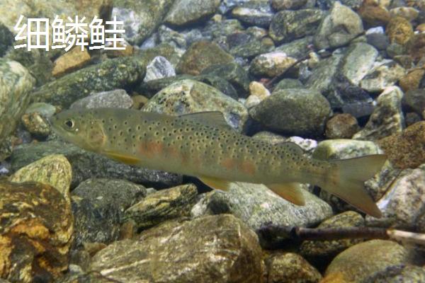 北极鲑的产地，主要分布在北极圈附近海域