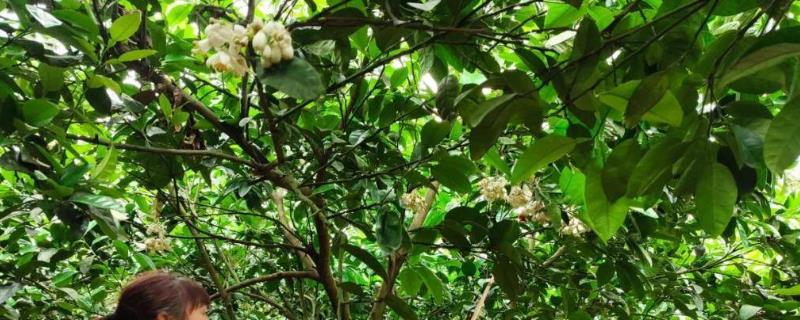 柚子花期雨后怎么管理，需及时开沟排出果园内的积水