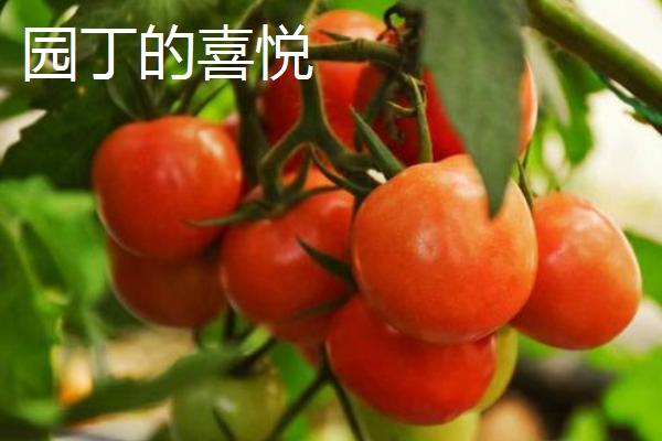 西红柿的品种，各有各的特点