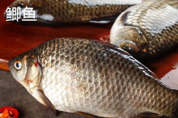 鳊鱼和鲫鱼的区别，科属、形态和摄食习性均不同