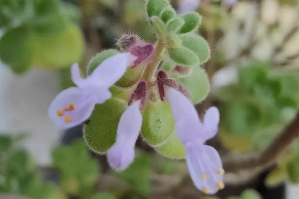 碰碰香开花吗，通常在4月份开花