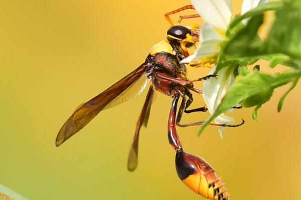 细腰蜂的特点，全世界已知约3000种