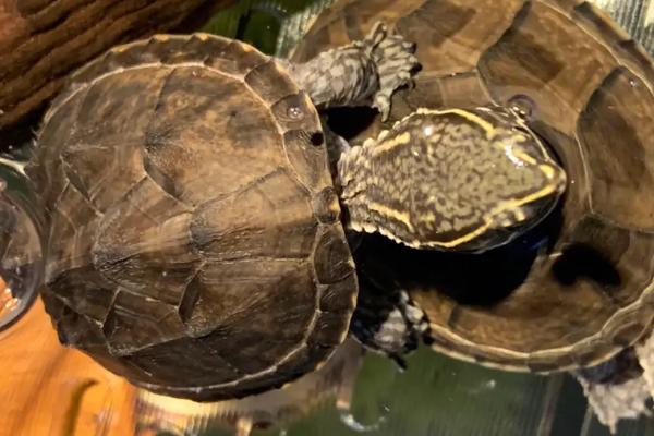 麝香龟和草龟能一起养吗，两者体型差异太大不适合一起养
