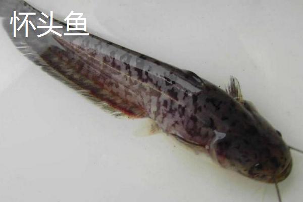 怀头鱼和鲶鱼的区别，怀头鱼是鲶鱼中的一种