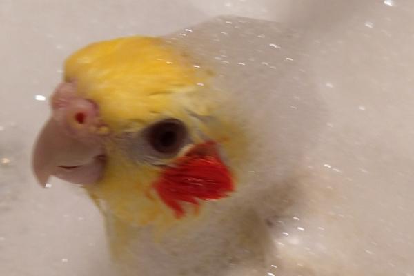 玄凤鹦鹉多久洗澡一次，一周左右洗澡一次