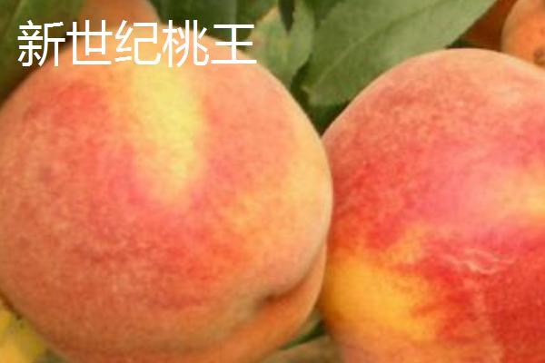 最甜的桃子品种，金秋红蜜的甜度创下吉尼斯纪录