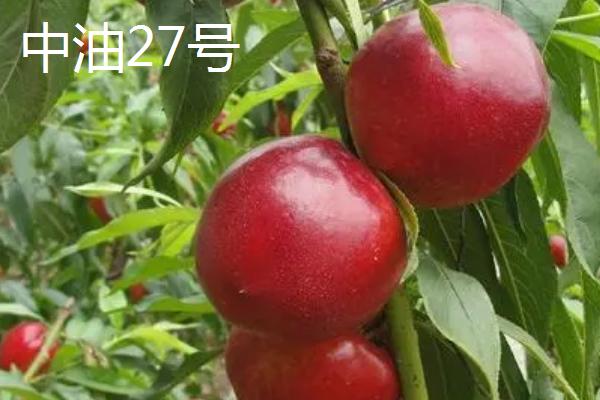 最甜的桃子品种，金秋红蜜的甜度创下吉尼斯纪录