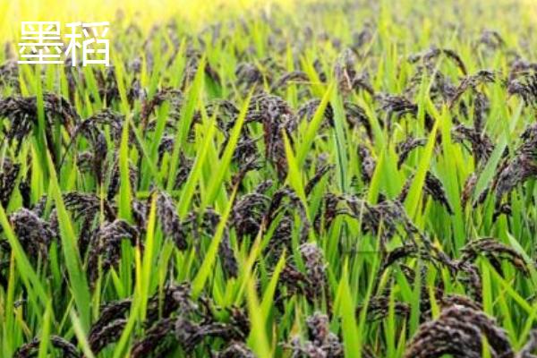 广西东兰县的特产，板栗种植历史悠久