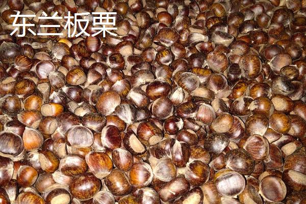 广西东兰县的特产，板栗种植历史悠久