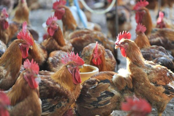 养殖家禽是否要过滤日常饮用水，过滤后可降低传播疾病的风险