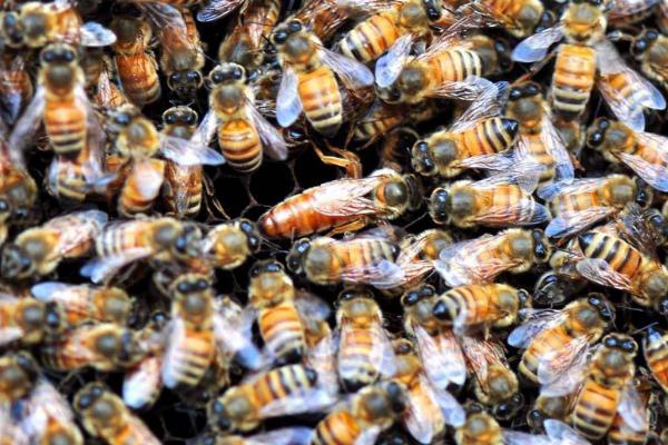 蜂群春衰的原因，主要原因是越冬蜂提前死亡