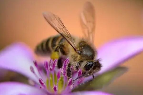 蜜蜂是益虫还是害虫，属于典型的益虫