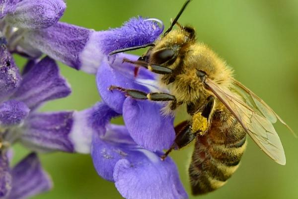 蜜蜂是益虫还是害虫，属于典型的益虫