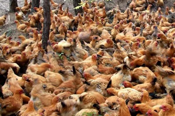 夏季养鸡如何防控禽流感，鸡舍的通风工作要做好