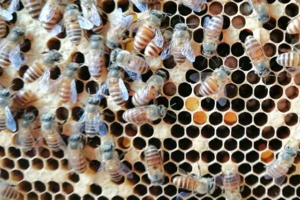 如何让蜜蜂急造王台，首先需要让蜂群失王