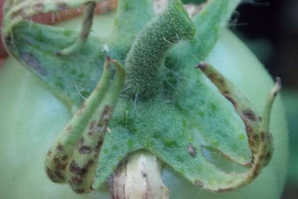 番茄细菌性斑点病怎么防治，发病初期可喷洒农用链霉素
