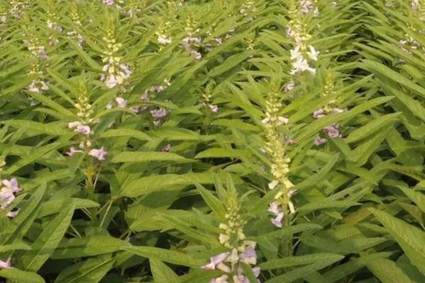 芝麻怎么管理才能高产，4-5叶期要做好定苗工作
