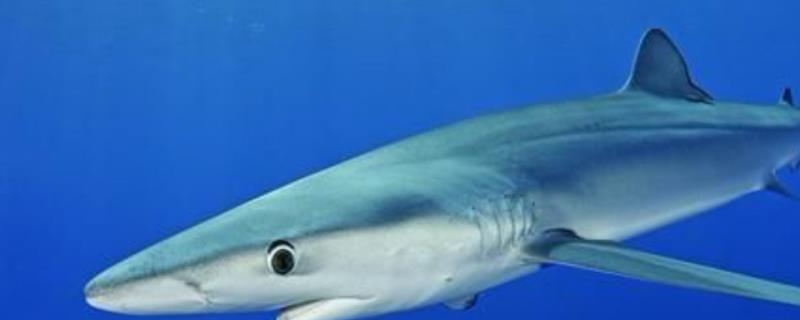 大青鲨是什么鱼，是最常见的一种鲨鱼