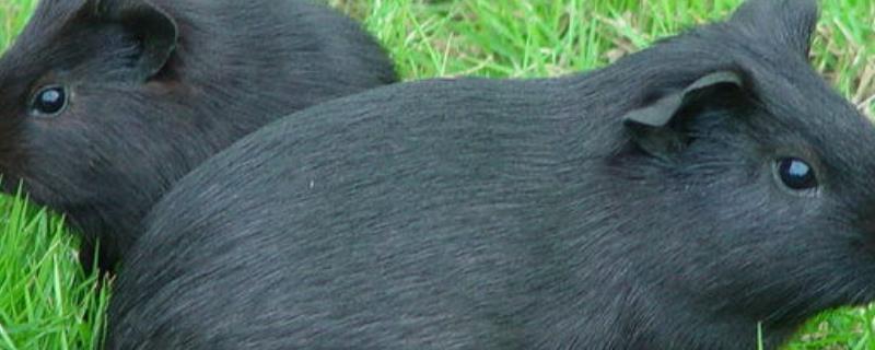 成年黑豚的饲养管理技术，夏季采取防暑降温措施