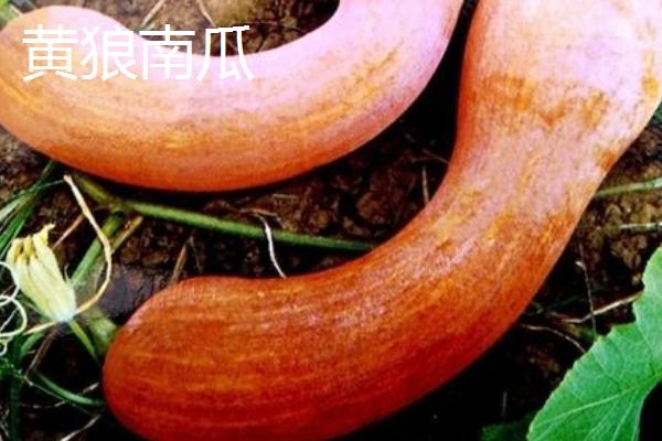 南瓜的品种，甘栗王亩产可达2000千克