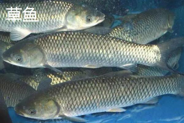 青鱼和草鱼的区别，颜色、体型和食性均不同