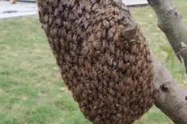 蜜蜂如何修筑蜂巢，泌出蜂蜡后开始修筑