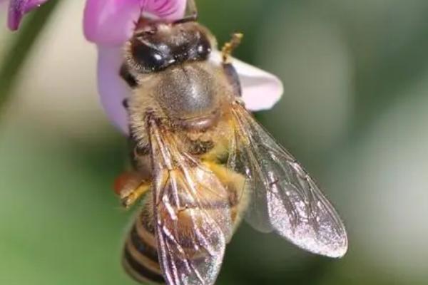 蜜蜂如何修筑蜂巢，泌出蜂蜡后开始修筑