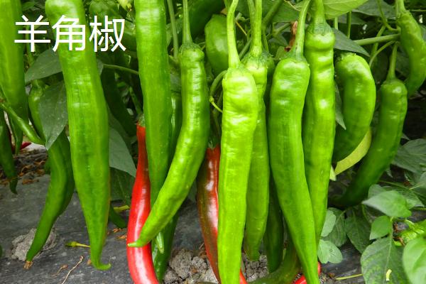 羊角椒的产地，主产于邯郸市鸡泽县