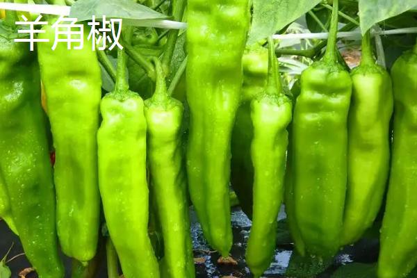 羊角椒的产地，主产于邯郸市鸡泽县