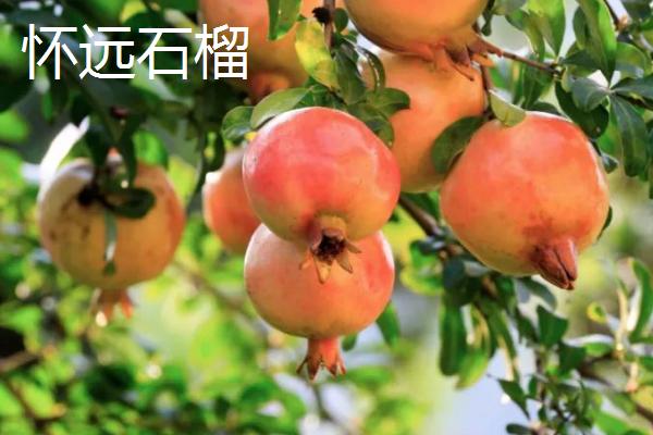 安徽省怀远县的特产，怀远石榴在中外广受好评