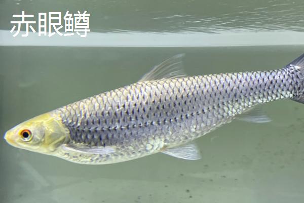 赤眼鳟的产地，主产于长江和珠江流域