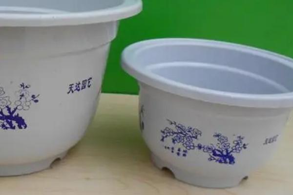 吊竹梅如何扦插，春秋时节进行合适