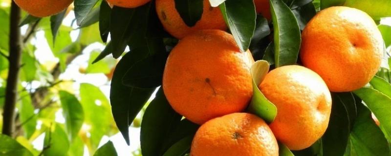 柑橘什么时候开花，主要集中在3-5月份