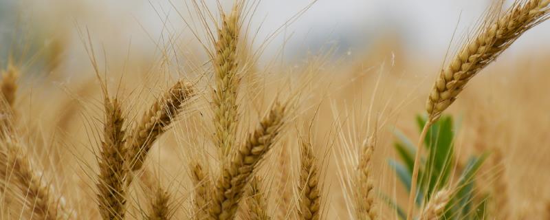 小麦拌种的好处，可有效灭杀种子上面的细菌