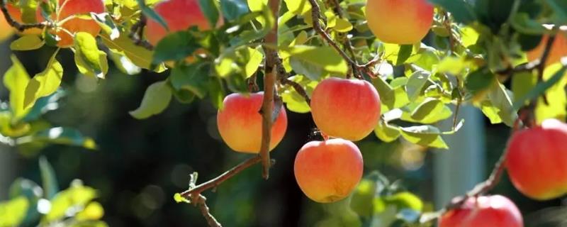 幼龄苹果树秋季管理技术，及时施基肥