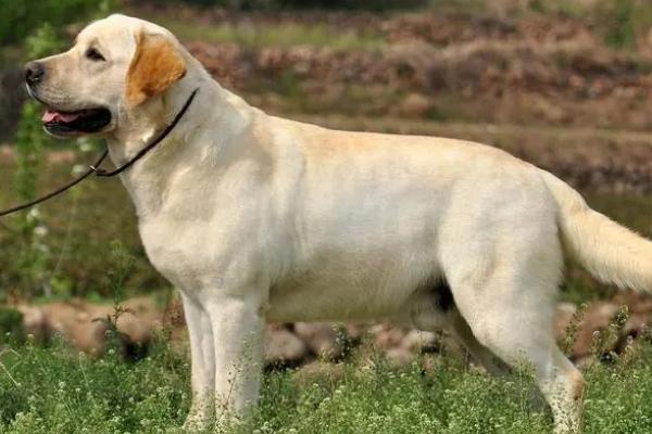 导盲犬小Q是哪个品种，属于拉布拉多猎犬