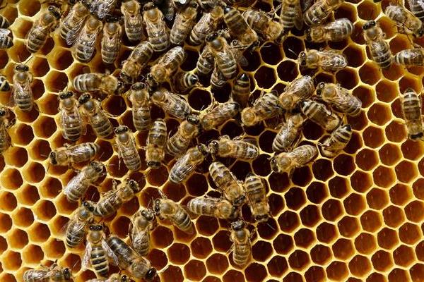 工蜂产卵原因及解决方式，蜂群失王后工蜂就会自行产卵