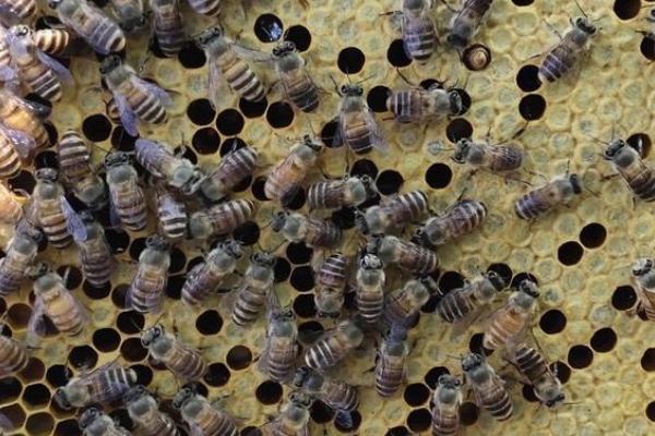 工蜂产卵原因及解决方式，蜂群失王后工蜂就会自行产卵
