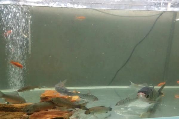 鱼缸中的鲫鱼能否繁殖，可以繁殖但几率不高