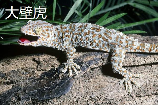 壁虎吃不吃蟑螂，一般会捕食蟑螂、蜻蜓、蟋蟀等昆虫