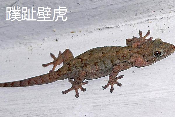 壁虎吃不吃蟑螂，一般会捕食蟑螂、蜻蜓、蟋蟀等昆虫