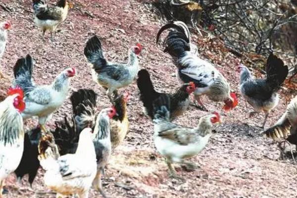 养殖鹊山鸡的优势，具有投入低、适应性强、生长速度快等优点
