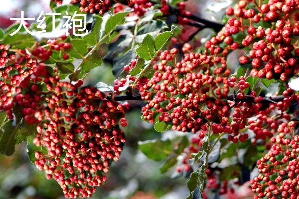 花椒的产地，主产于四川、贵州、陕西、河南等省份