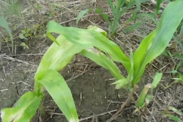 玉米为何会死苗以及防治方法，可能是肥害、药害、高温等因素所导致